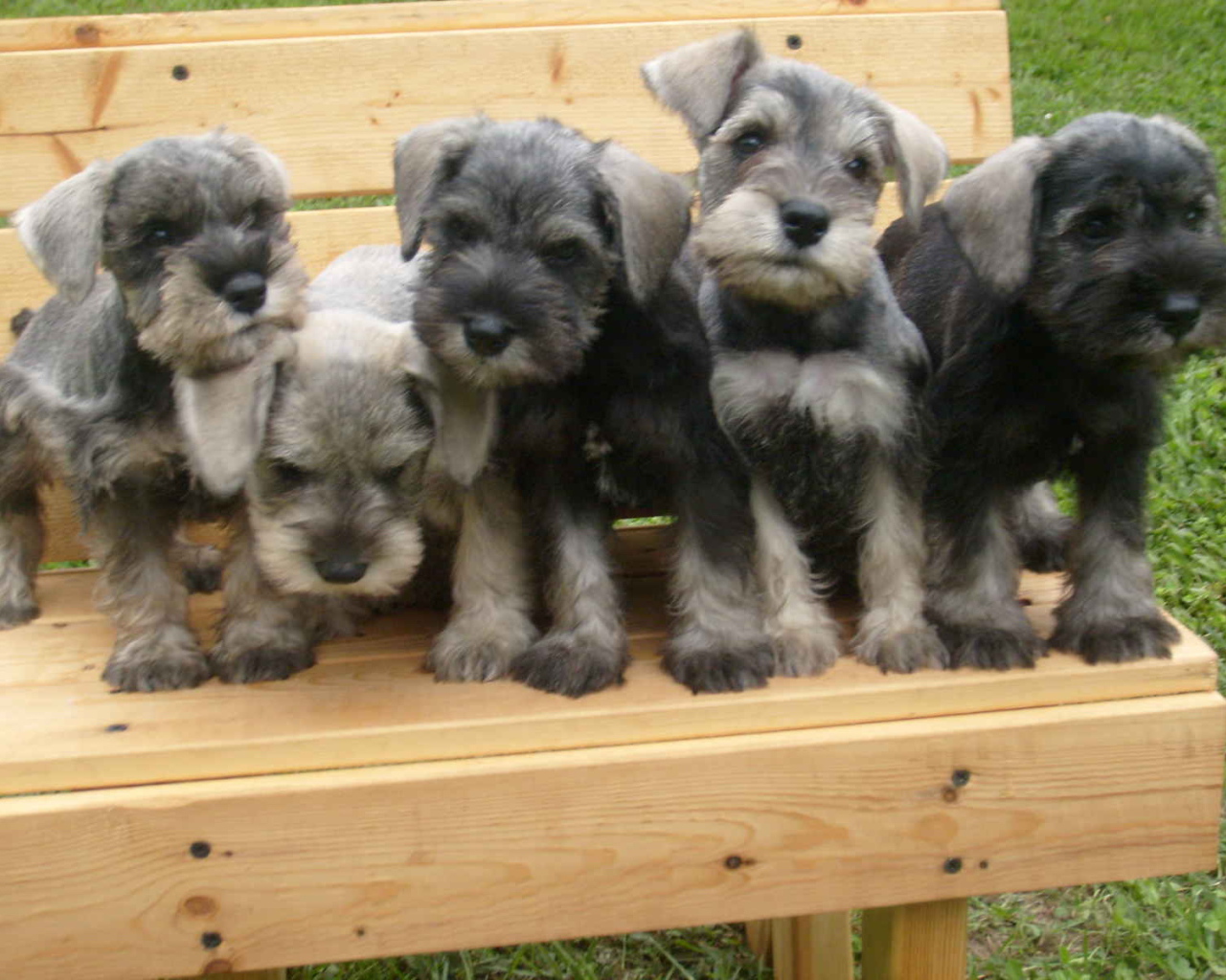 Щенки шнауцера на лавке