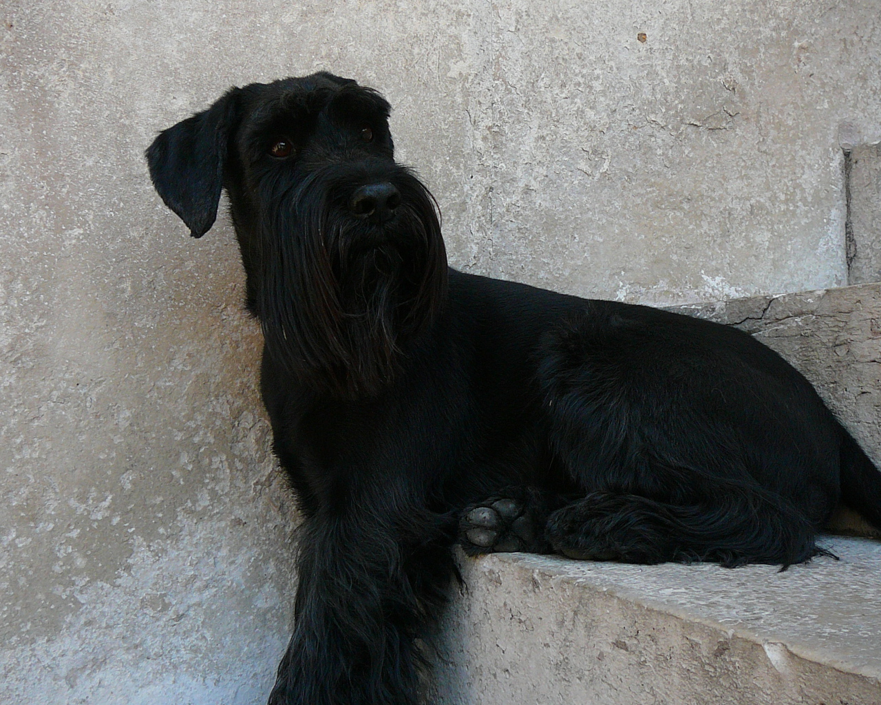 Шнауцер сидит на ступеньках