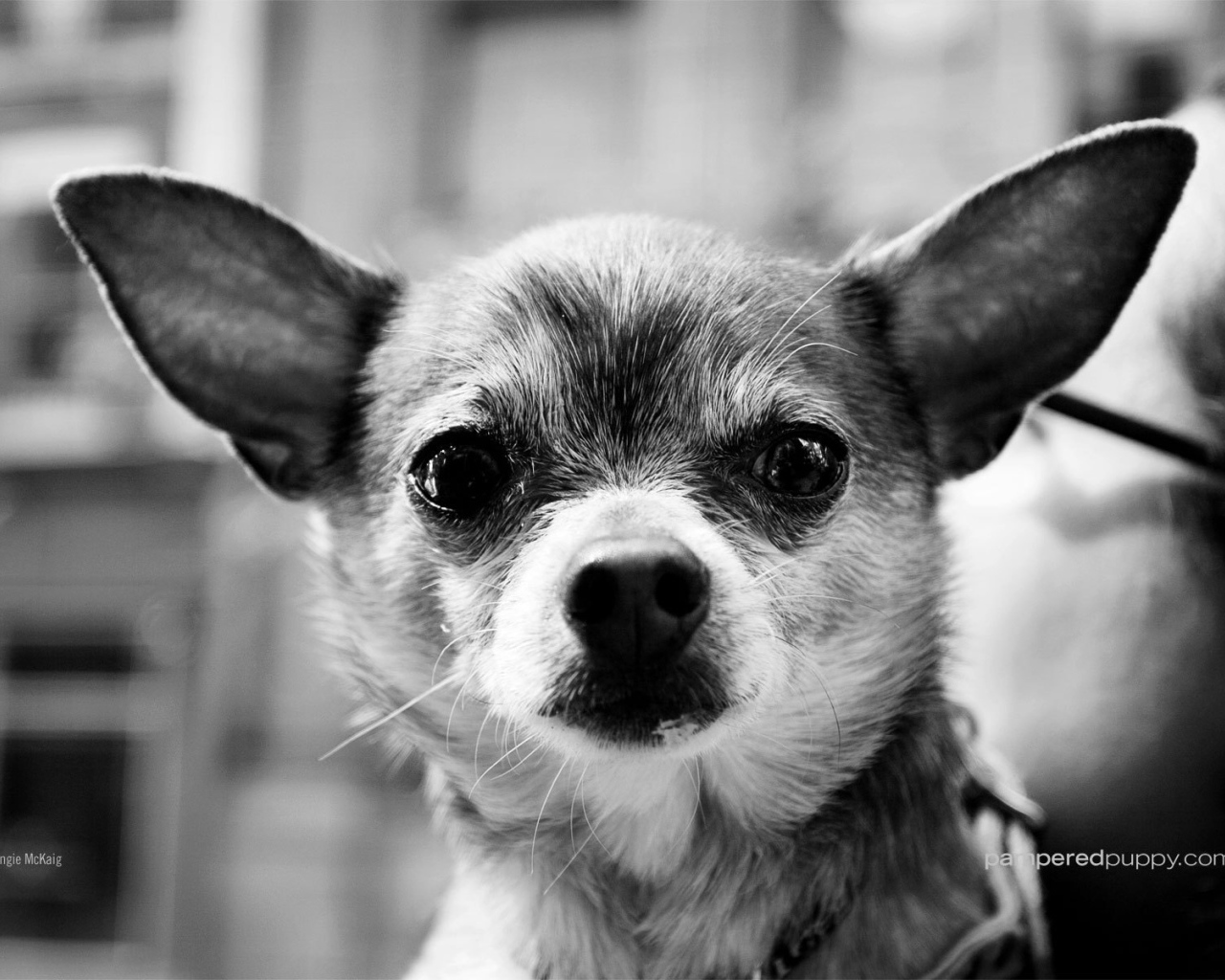 Серьезный взгляд чихуахуа