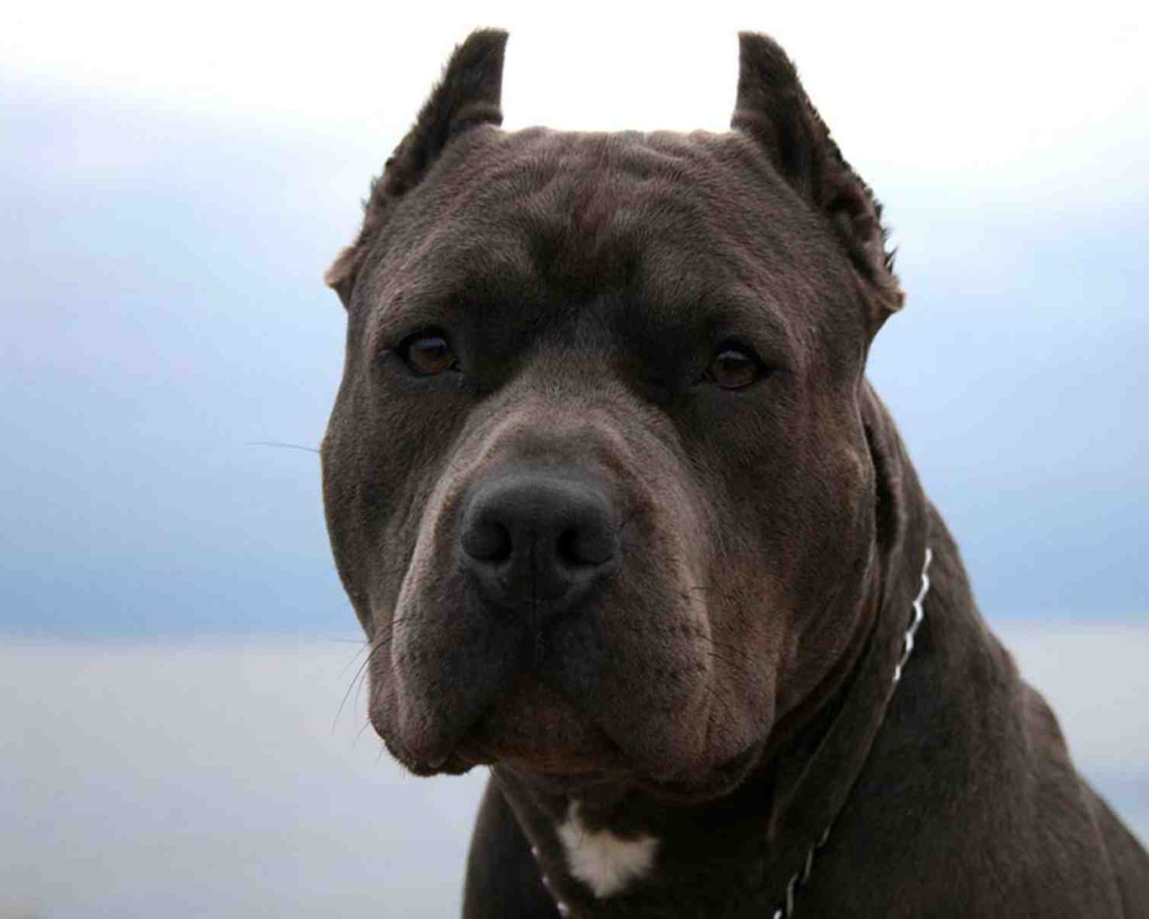 Серьезный взгляд питбуля