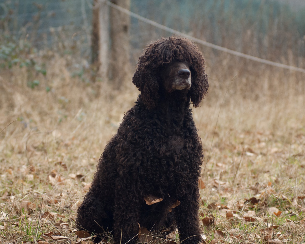 Лохматый ирландский водяной спаниель