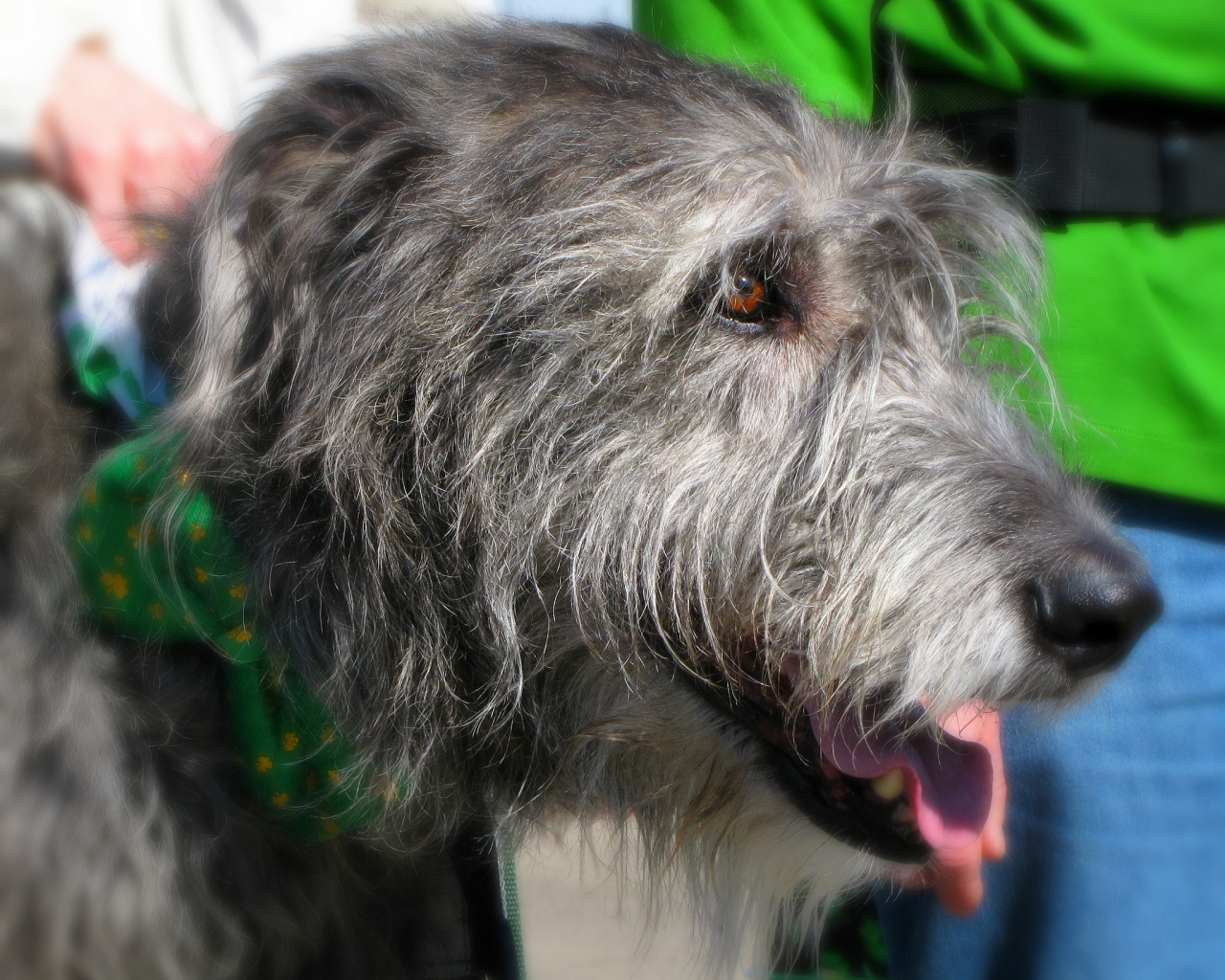 Лохматый ирландский волкодав