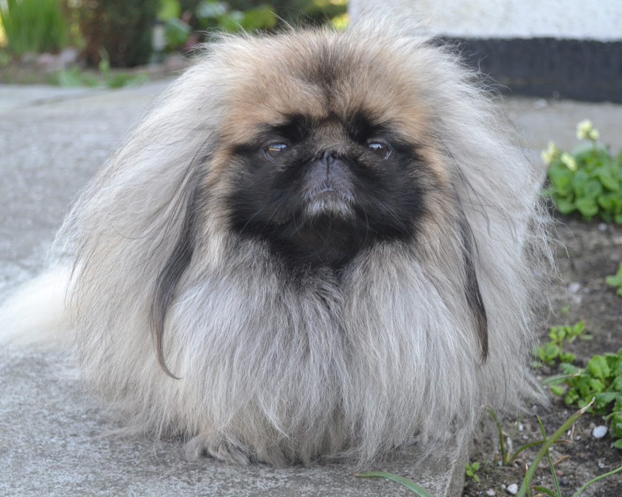 Лохматый пекинес на прогулке