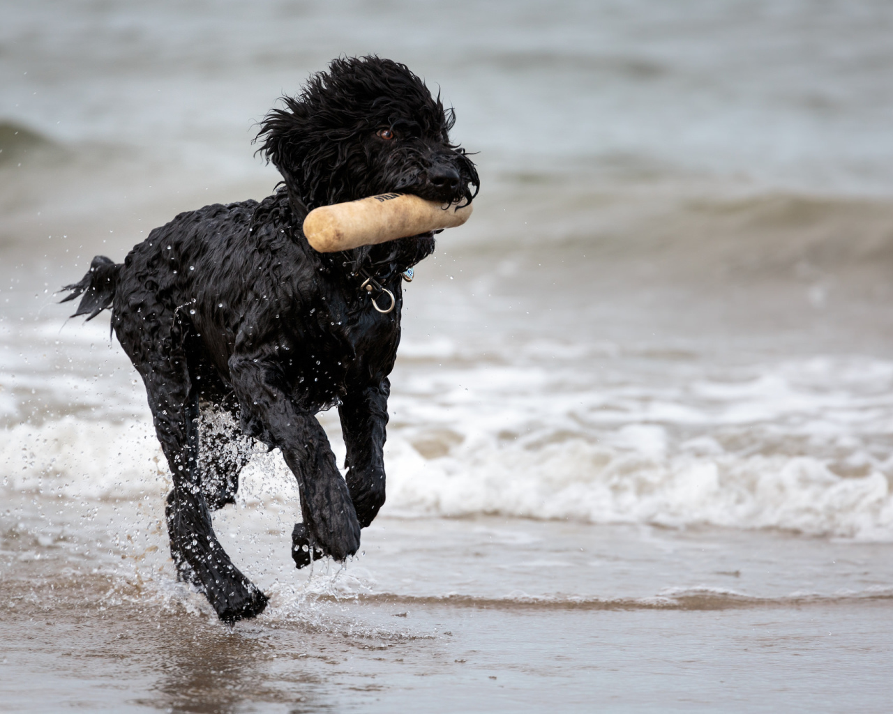 Лохматый барбет на пляже