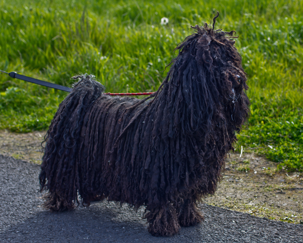 Лохматый черный комондор