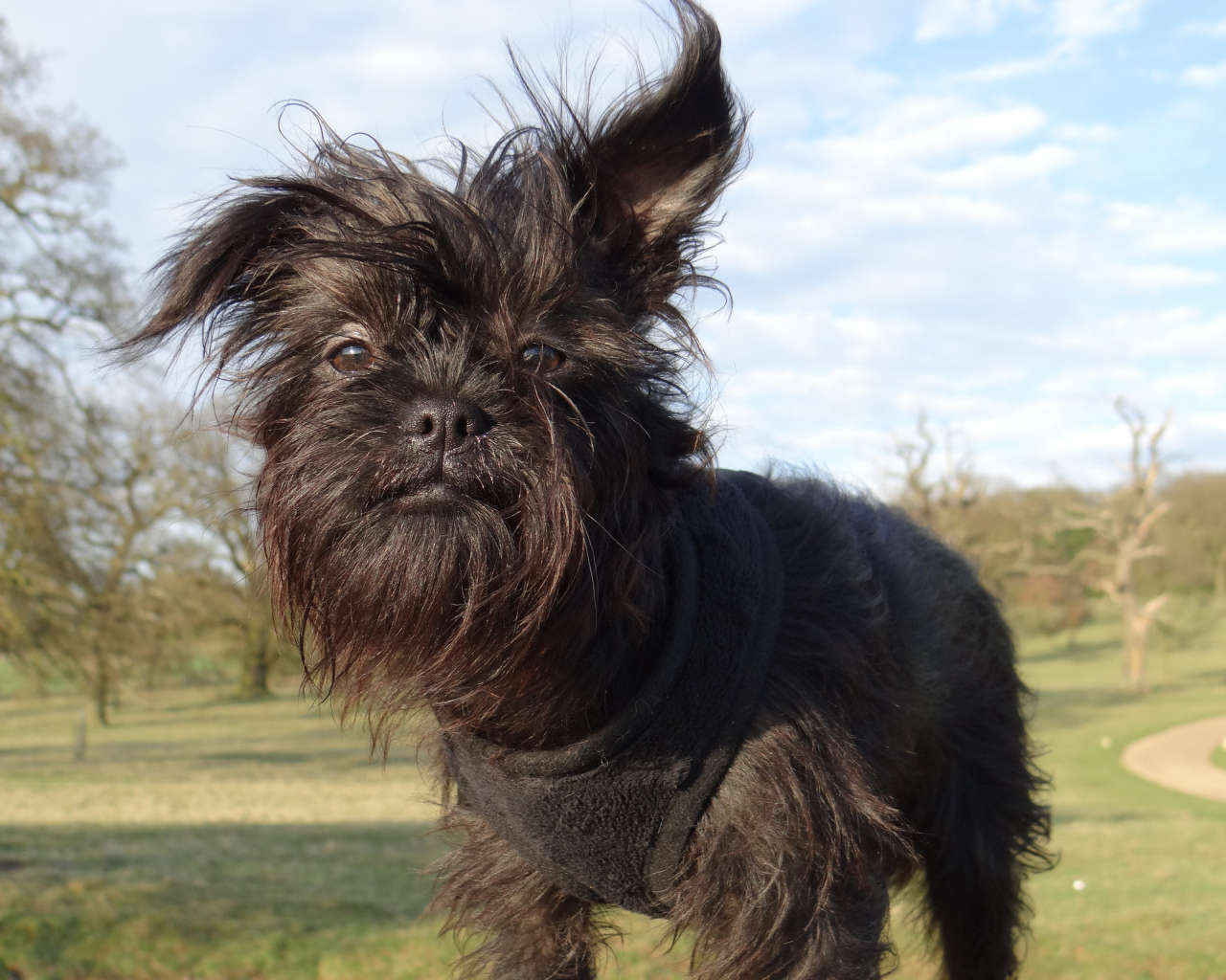 Лохматый пес аффенпинчер