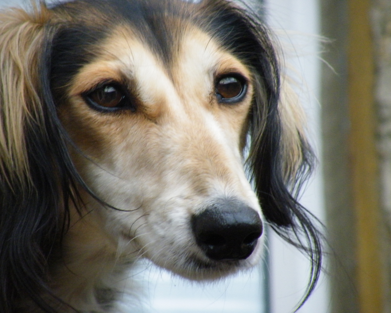 Лохматая собака салюки