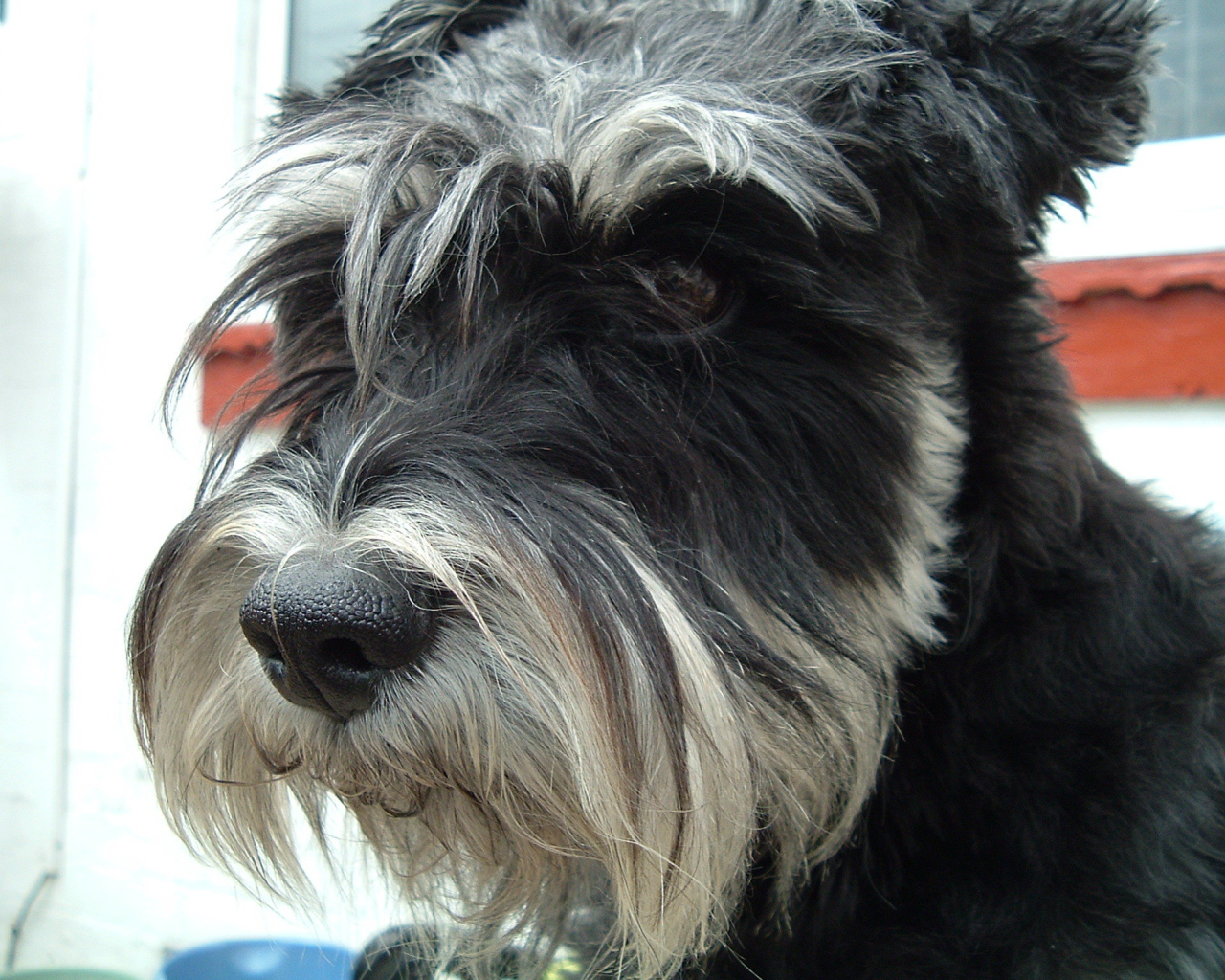 Лохматый пес шнауцер