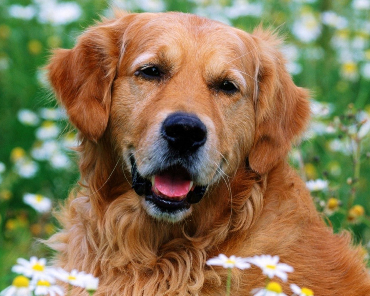 Лохматый золотой ретривер