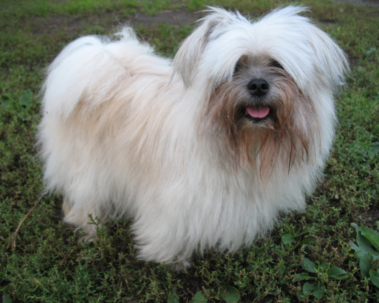 Лохматая болонка на газоне