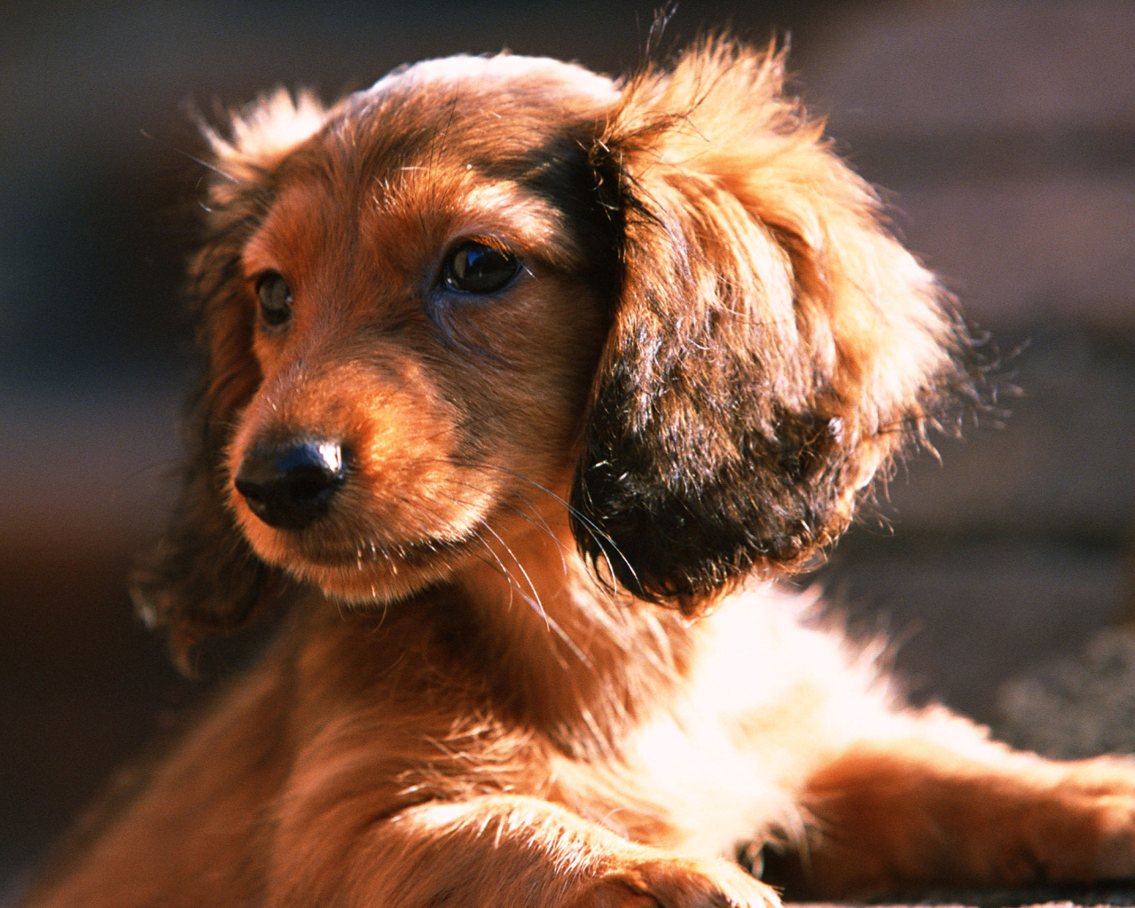 Лохматый щенок таксы