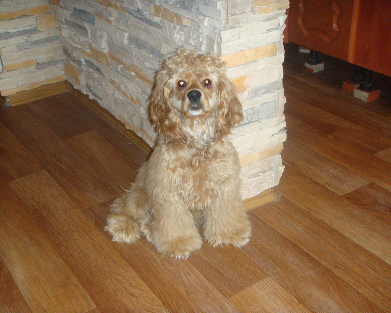 Лохматый спаниель в доме