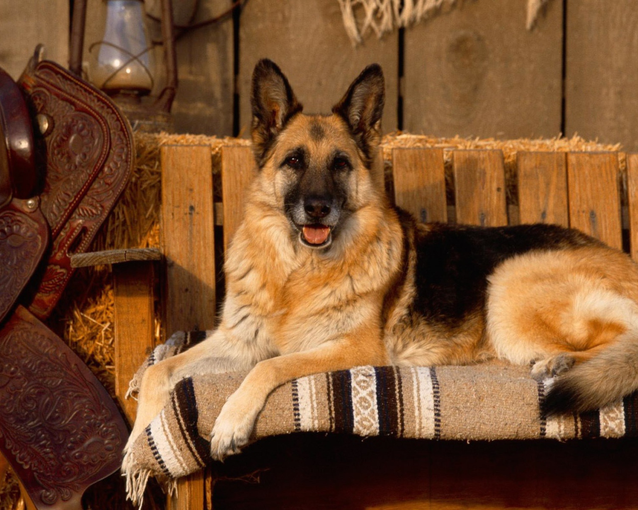 Овчарка позирует