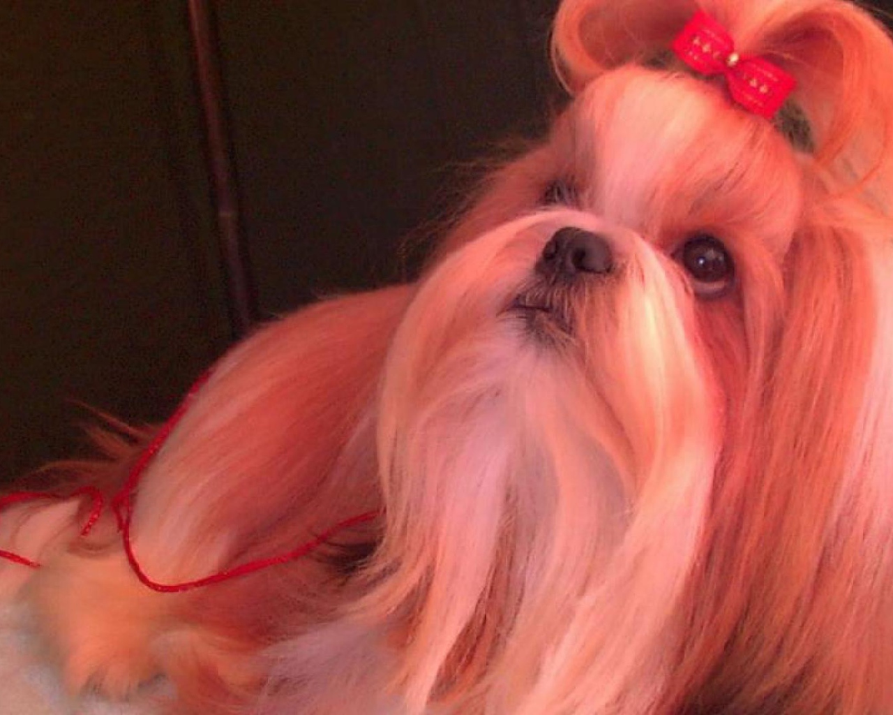 Собака шитцу с бантом