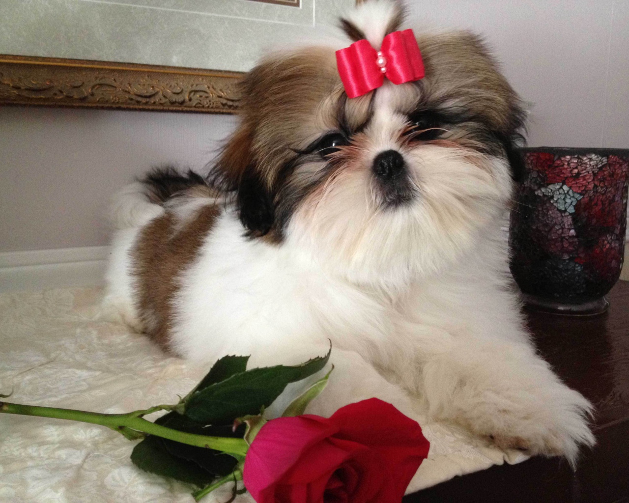 Собака шитцу с розой
