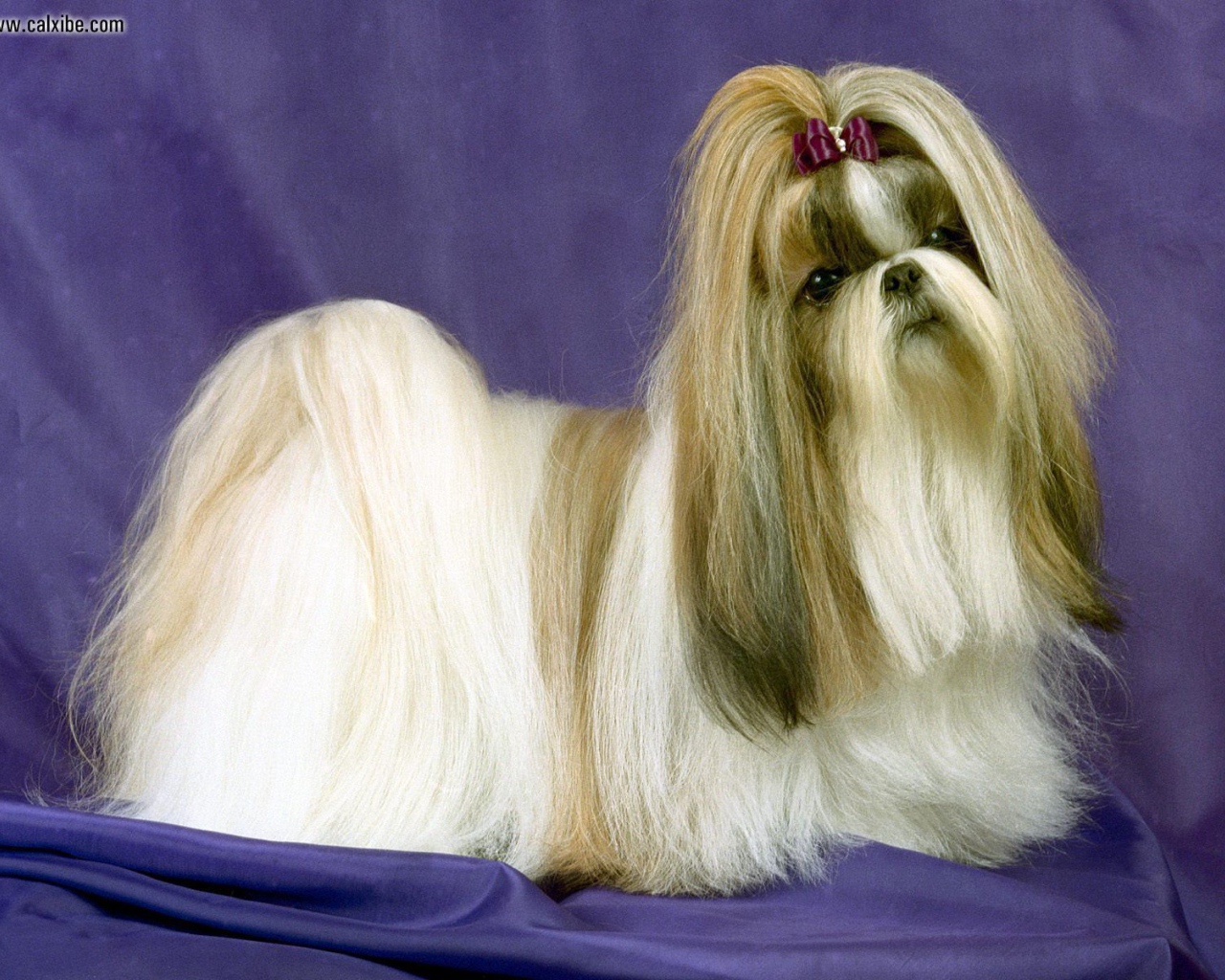 Собака шитцу на синем фоне