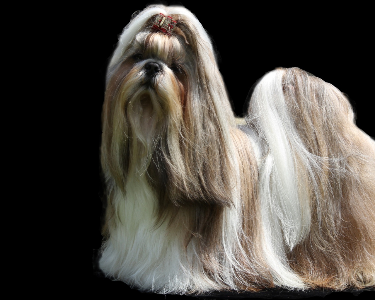 Собака шитцу с длинной шерстью