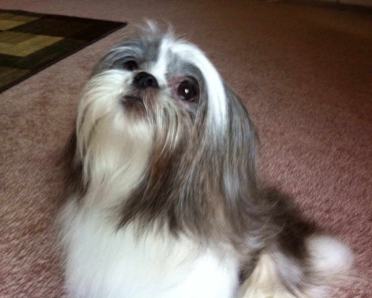 Шитцу смотрит вверх