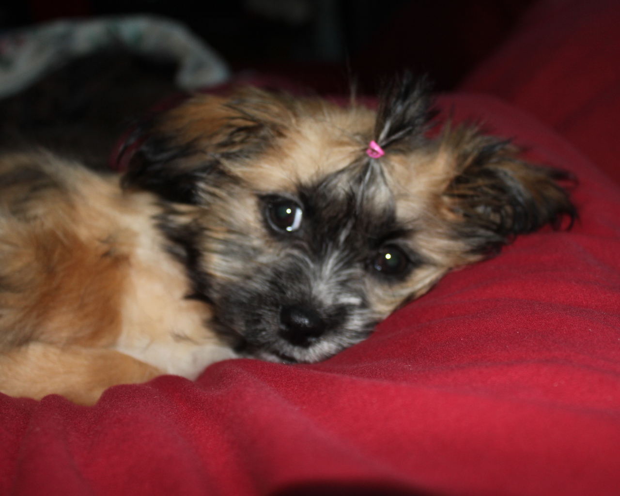 Шитцу лежит на перине