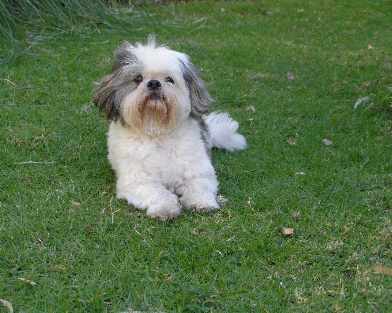 Шитцу лежит на траве