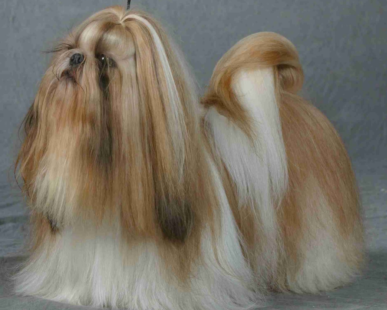 Шитцу на поводке