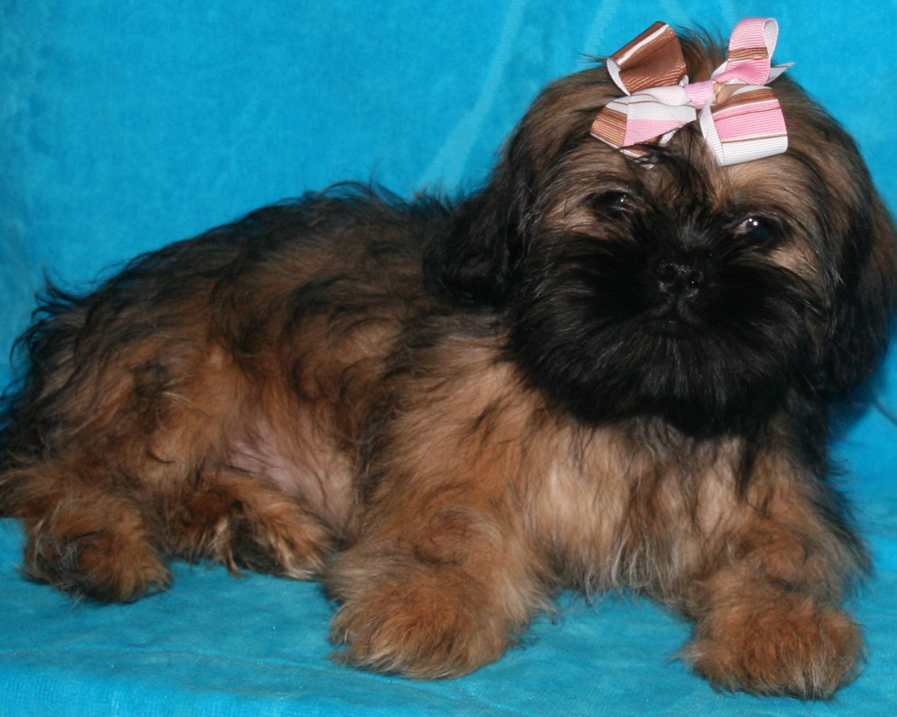 Щенок шитцу на голубом фоне