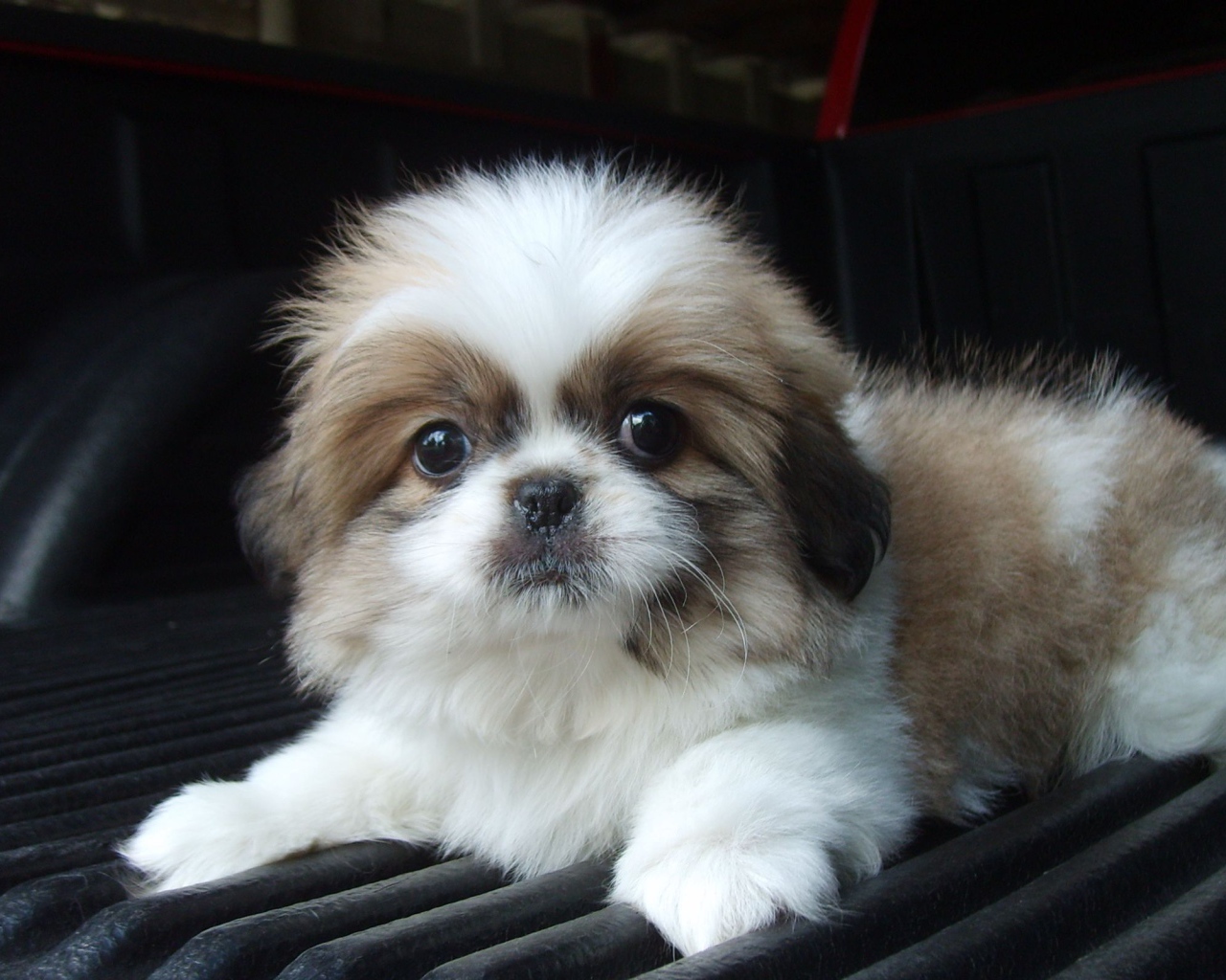 Щенок шитцу на коврике