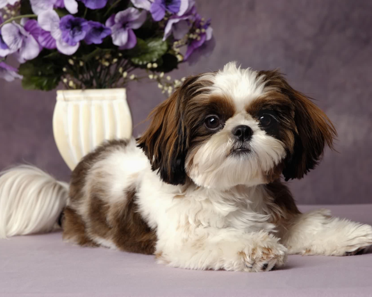 Шитцу с букетом