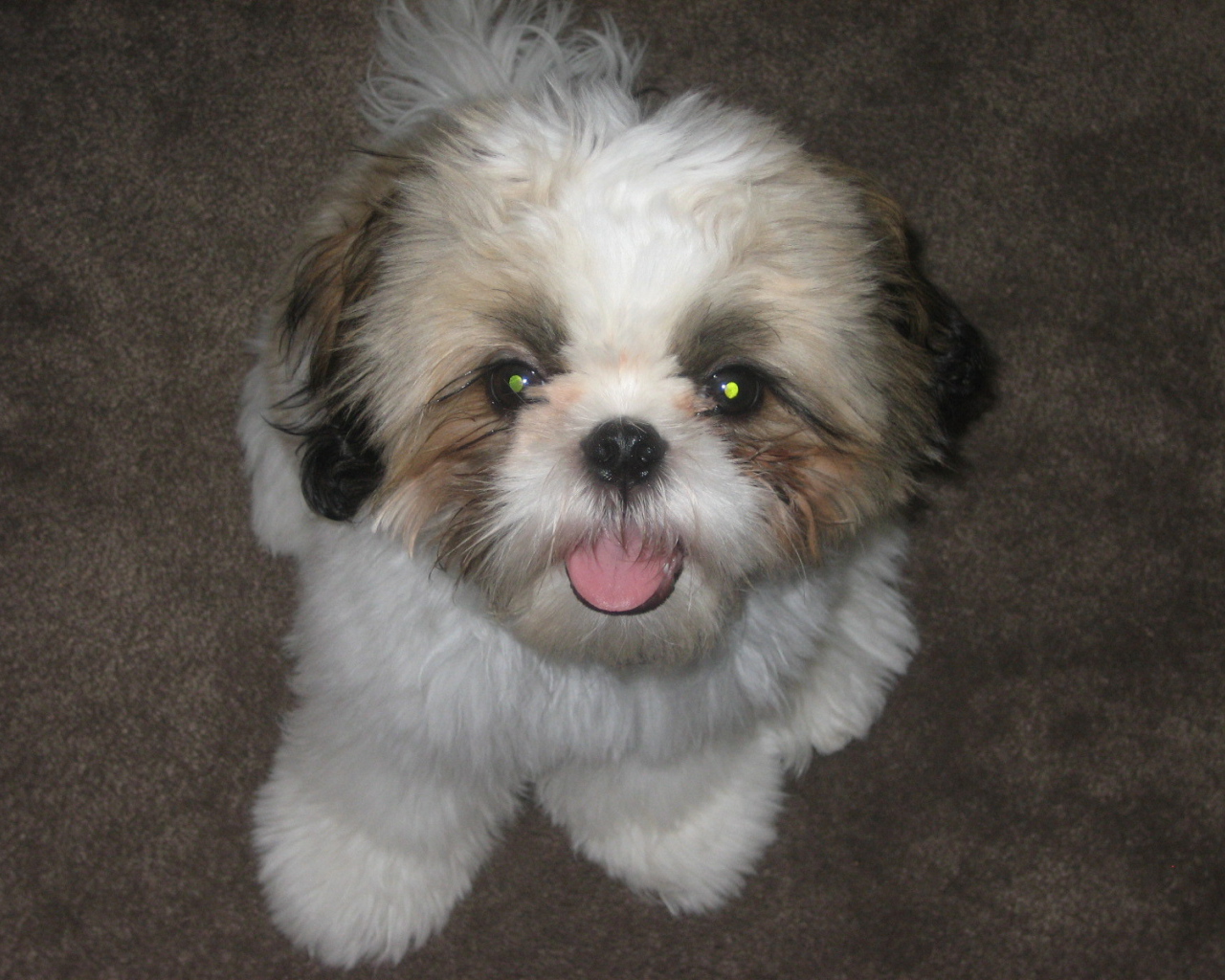 Шитцу с горящими глазами