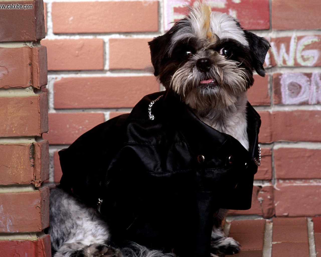 Собака шитцу гангстер