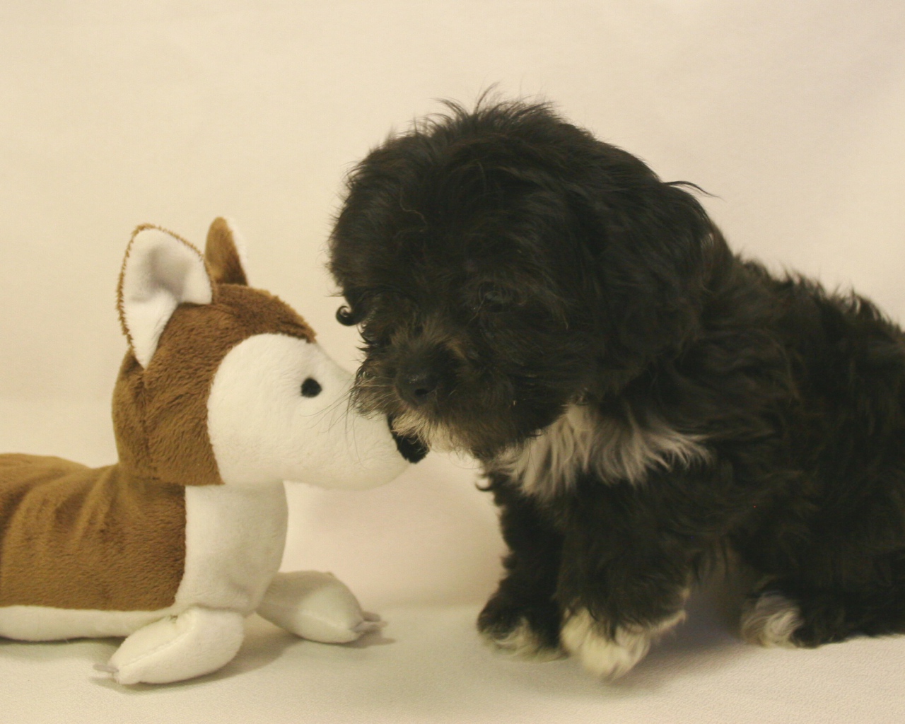 Shih tzu puppy with a toy