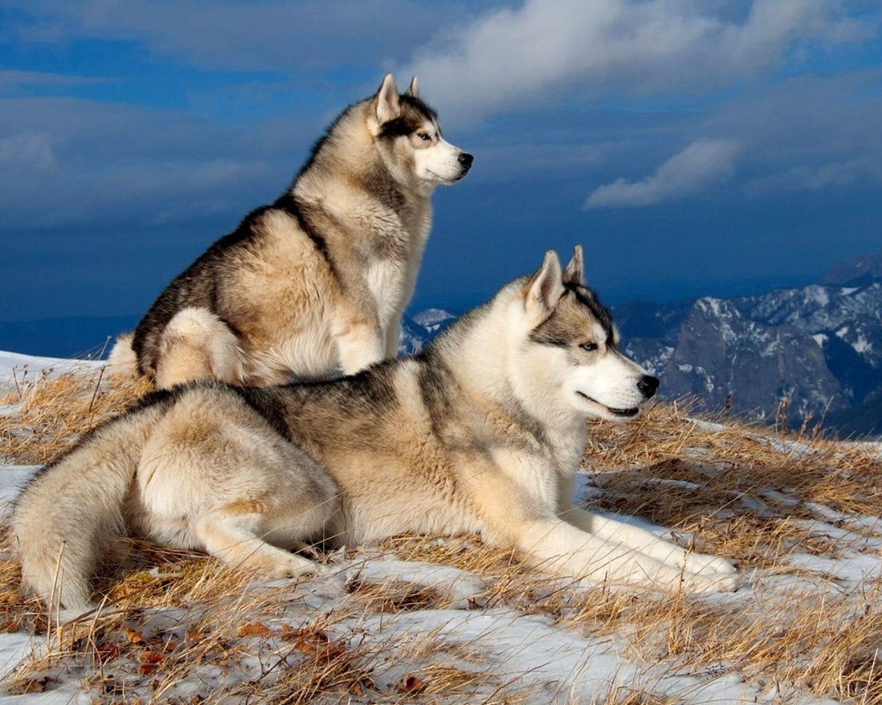 Сибирские лайки в горах