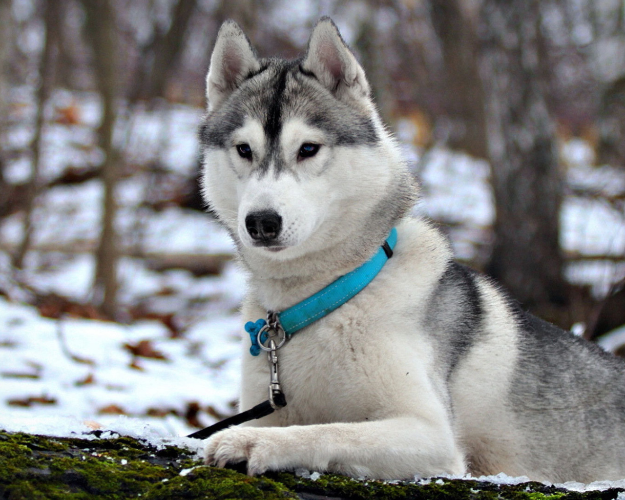 Сибирская лайка в ошейнике