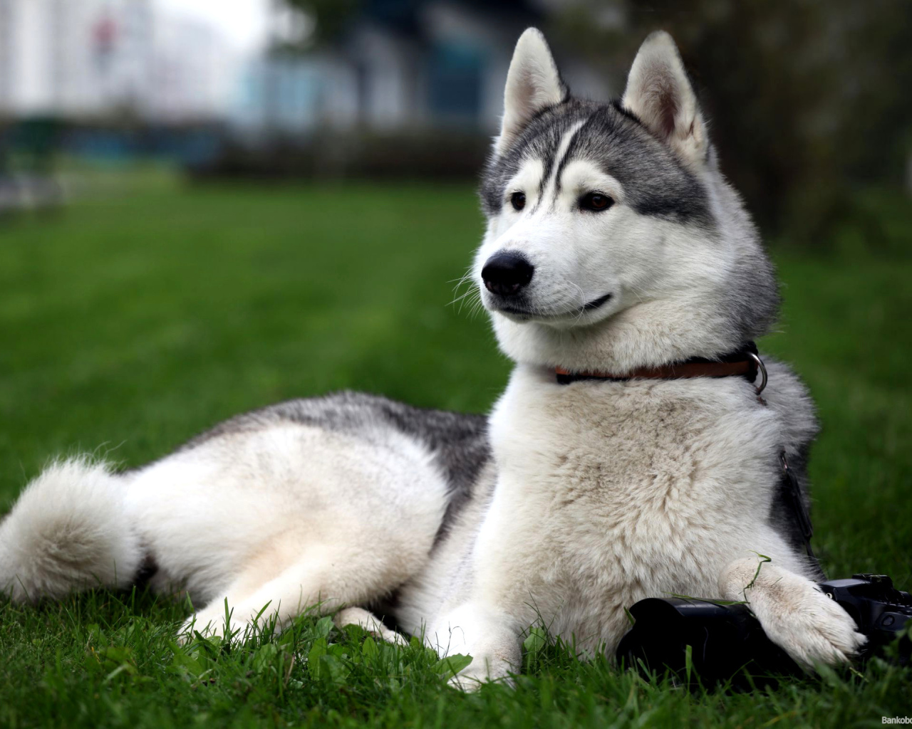 Сибирская лайка позирует