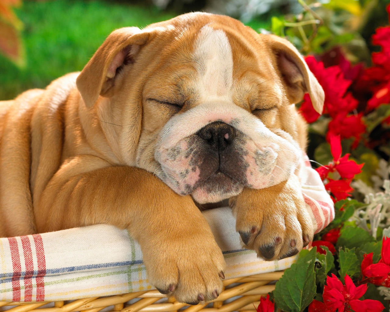 Спит весь день