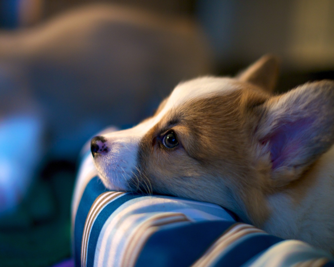 Заспанный пес вельш-корги