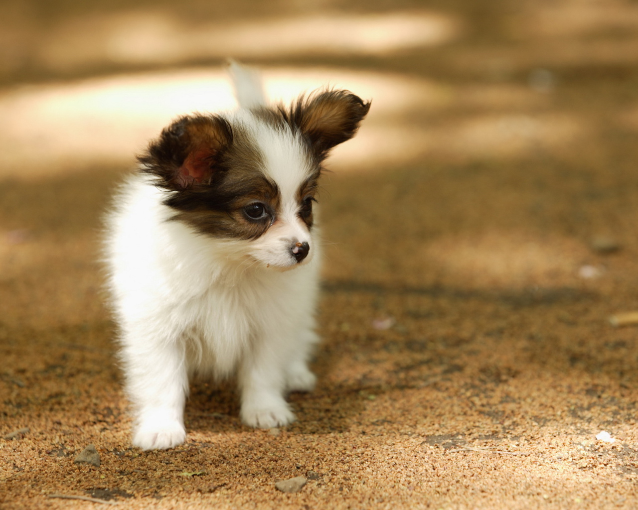 Маленький папильон гуляет