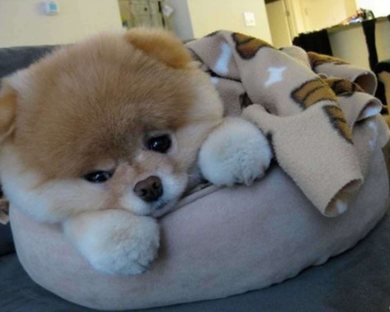 Маленький шпиц отдыхает