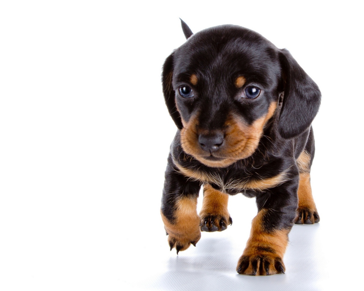 Маленький щенок таксы