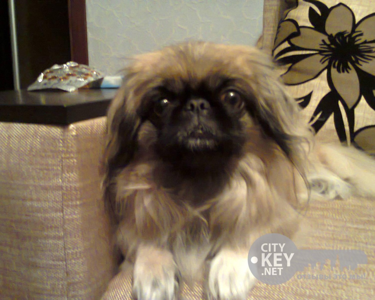 Маленький друг человека пекинес