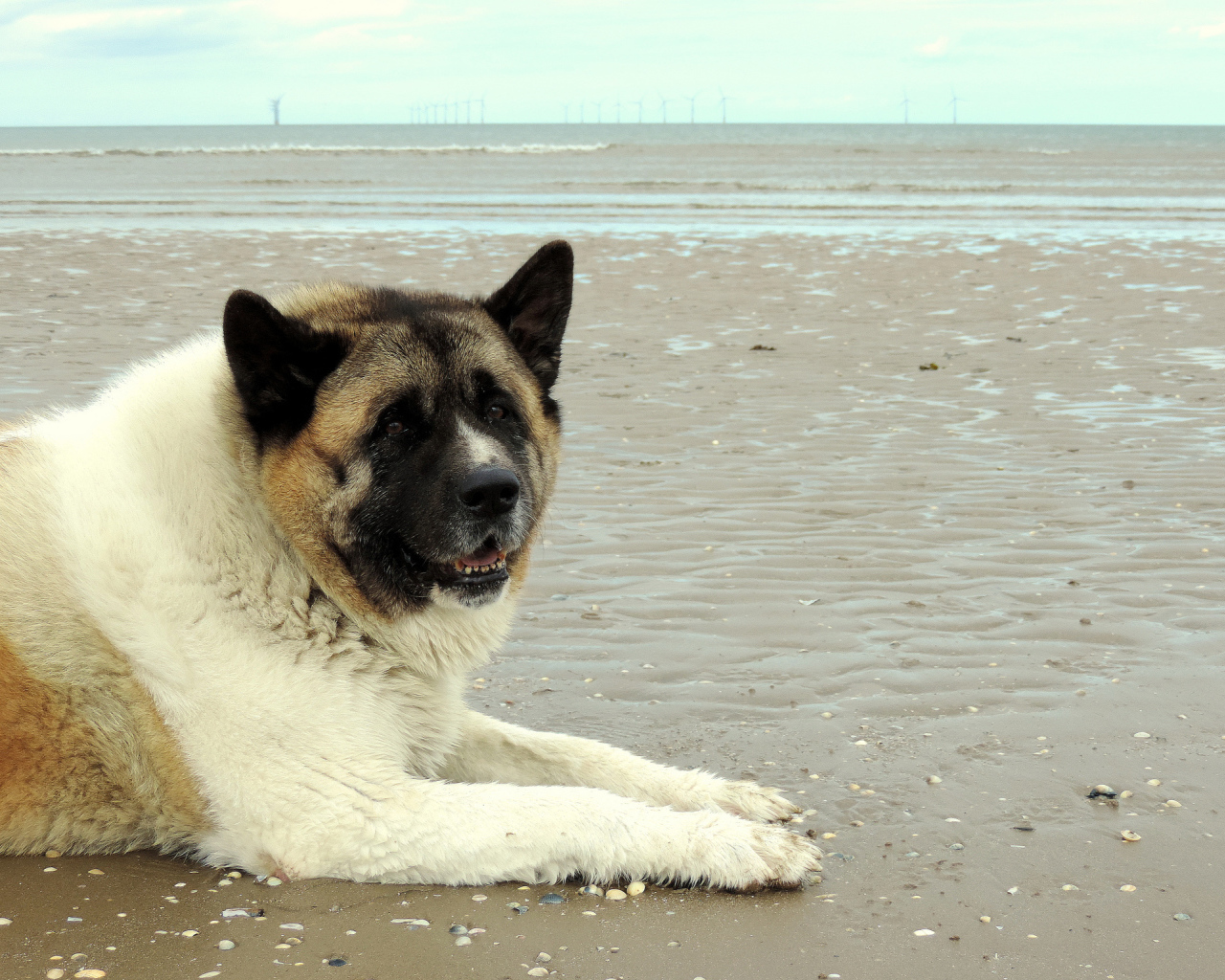 Улыбка американской акиты