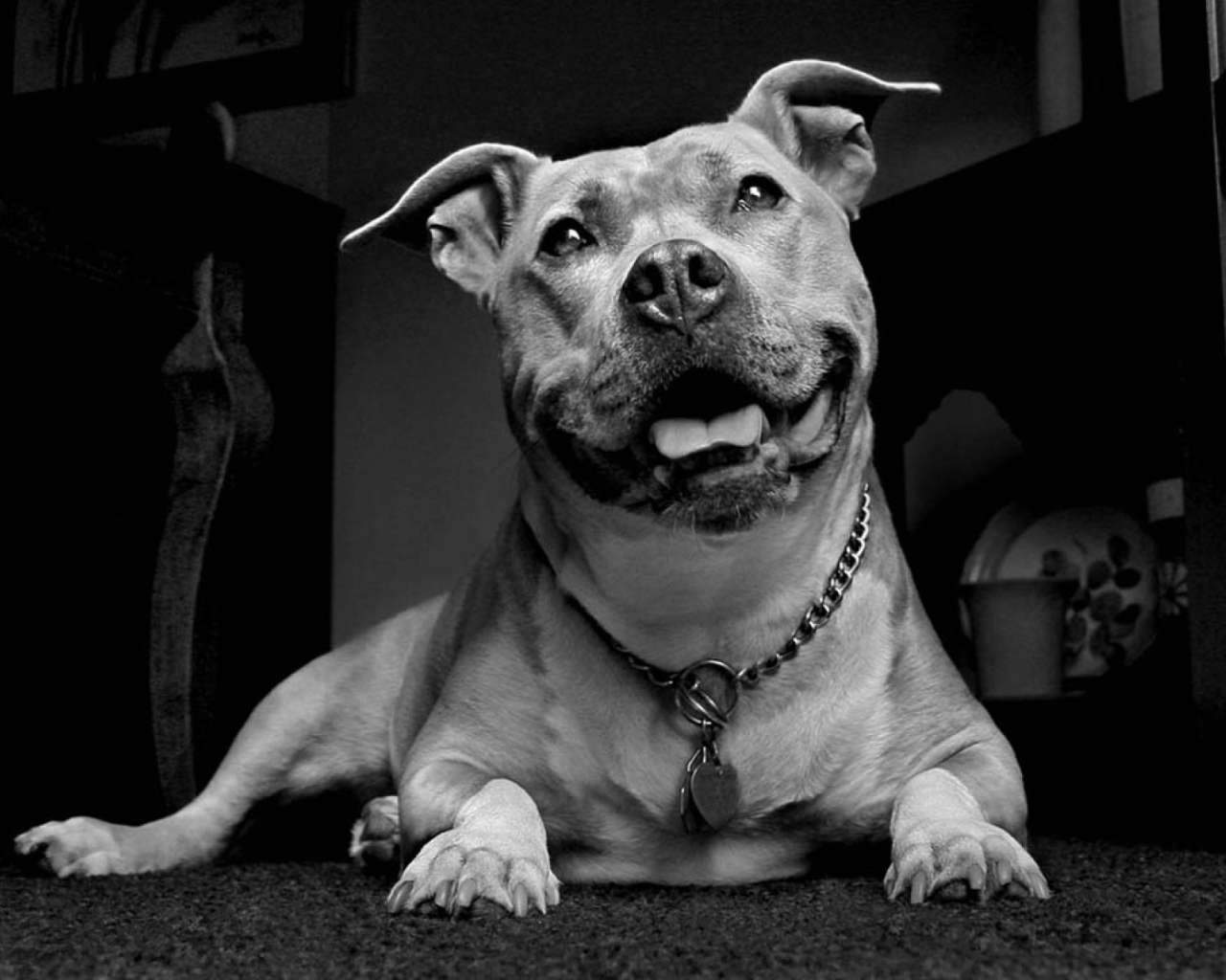 Улыбчивый пес питбуль