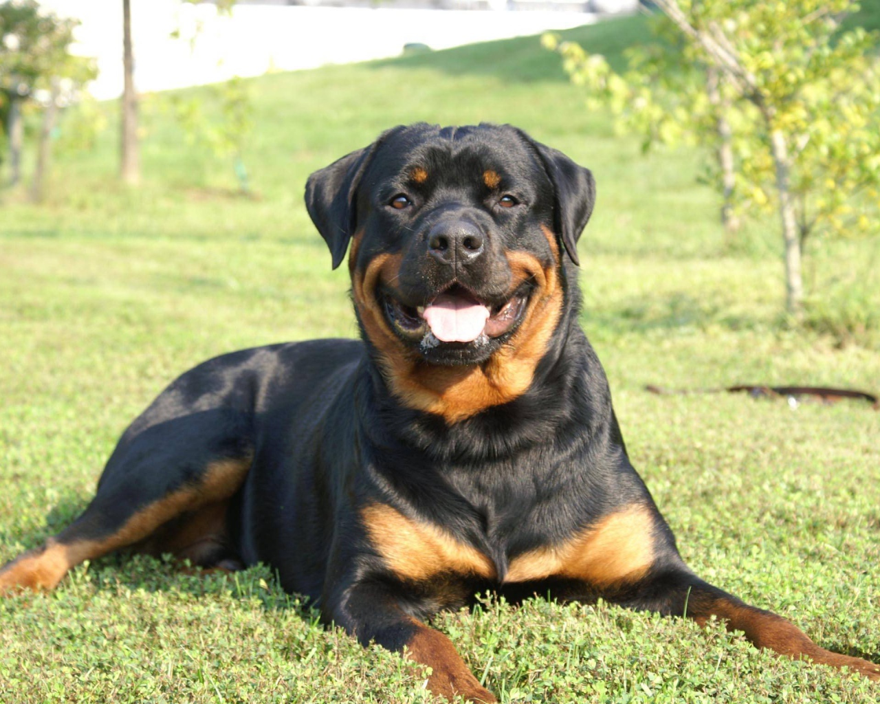 Улыбающийся пес ротвейлер