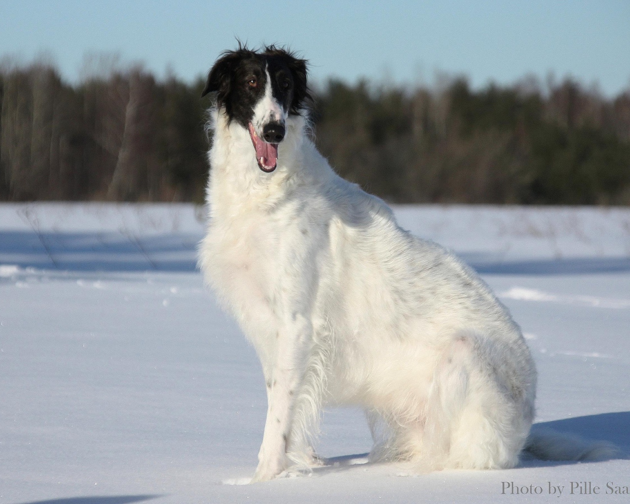 Улыбчивая борзая собака