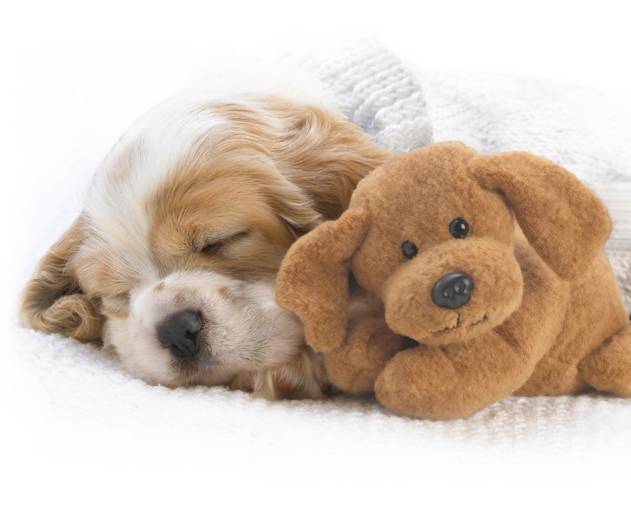 Собака с игрушкой