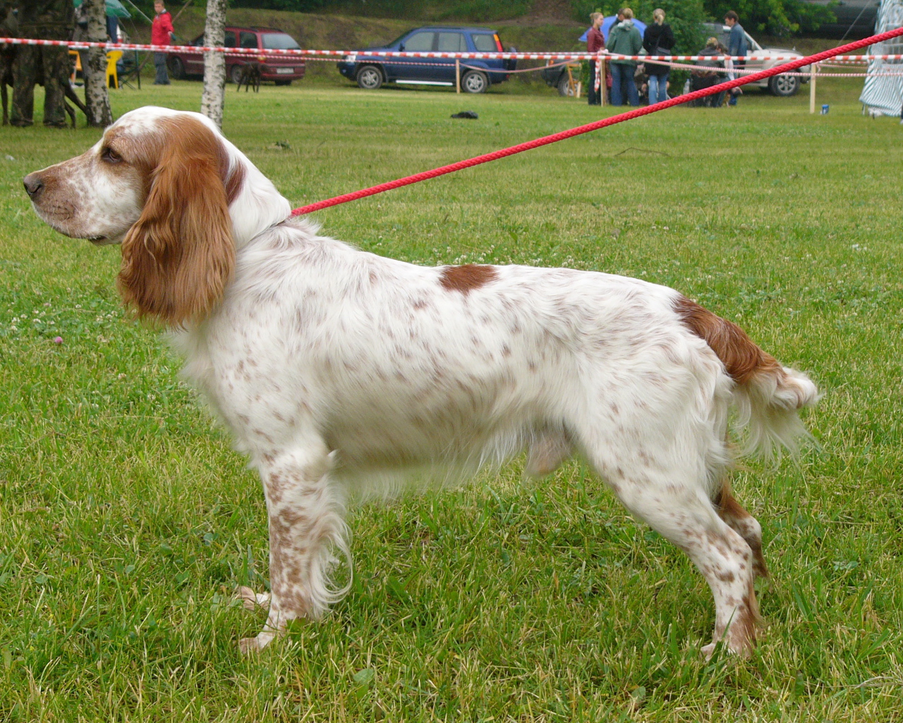 Собака спаниель на выставке