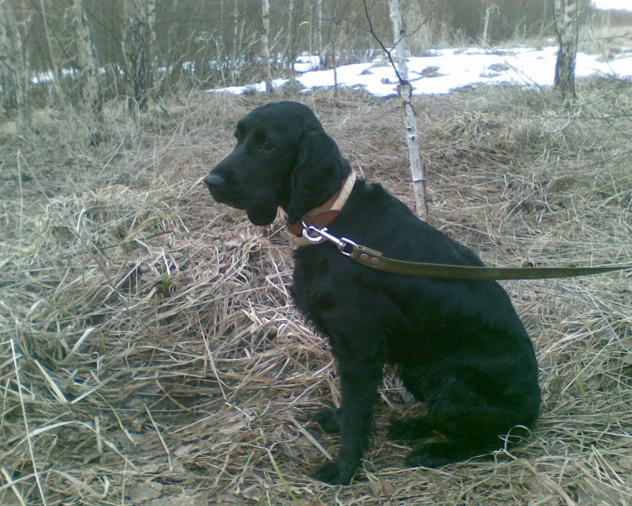 Собака спаниель в весеннем лесу