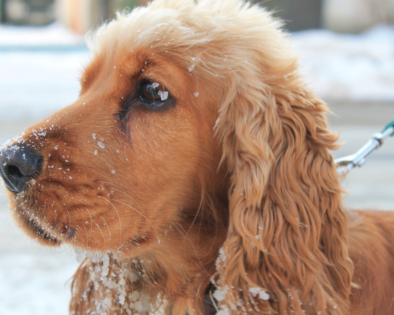 Собака спаниель в снегу