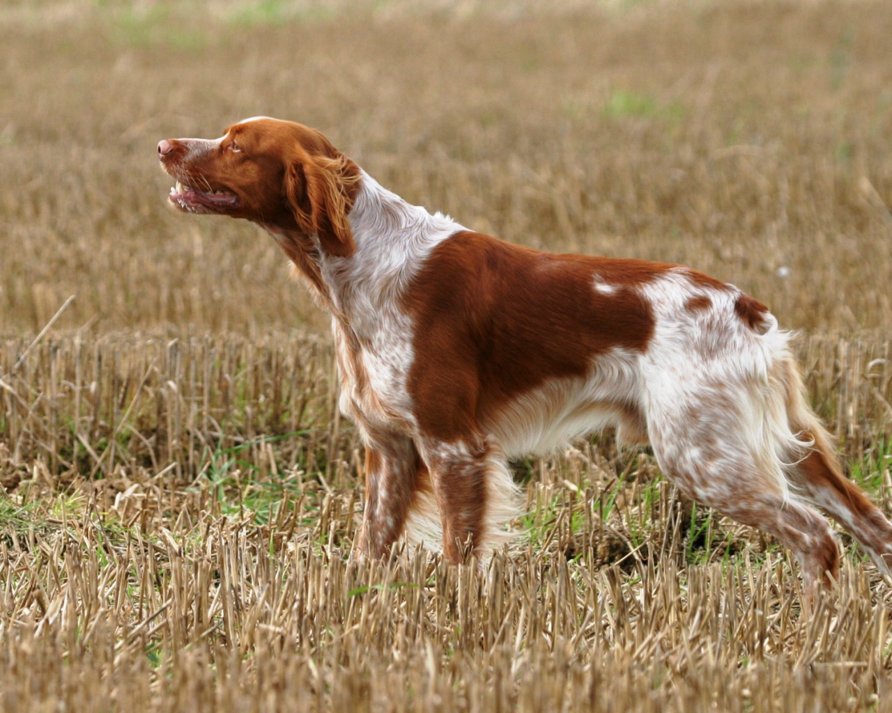 Собака спаниель на охоте