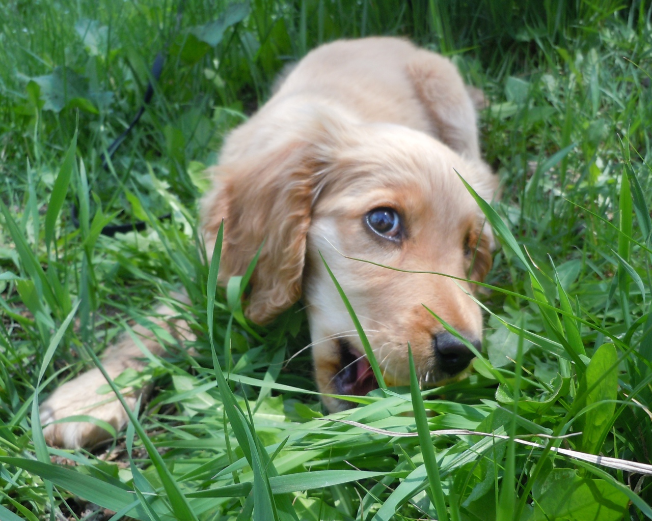 Собака спаниель играет